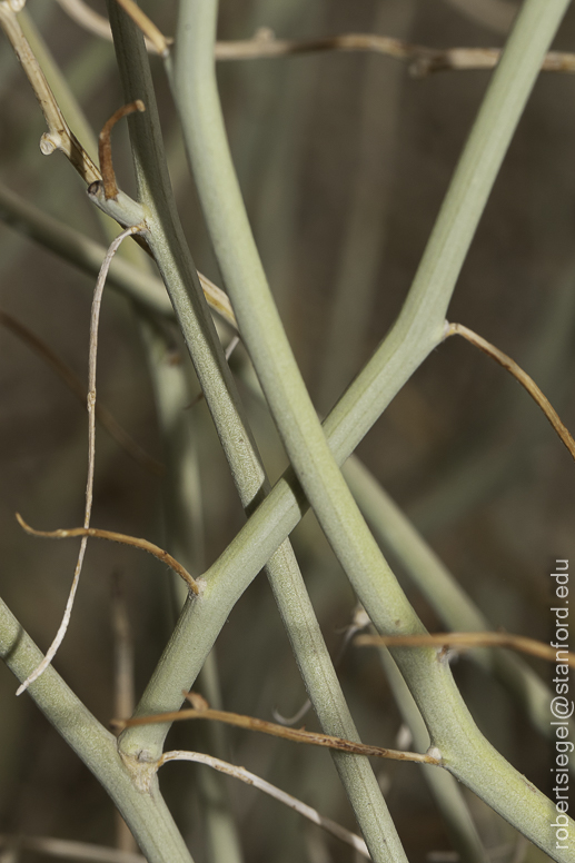 Joshua Tree National Park